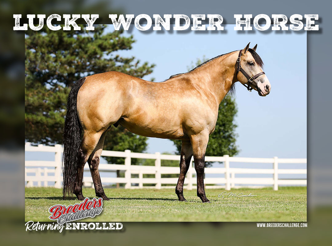 LUCKY WONDER HORSE BRIF STALLION