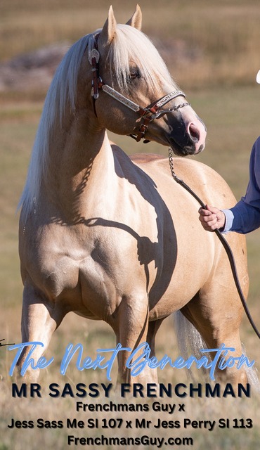 MR SASSY FRENCHMAN BRIF STALLION