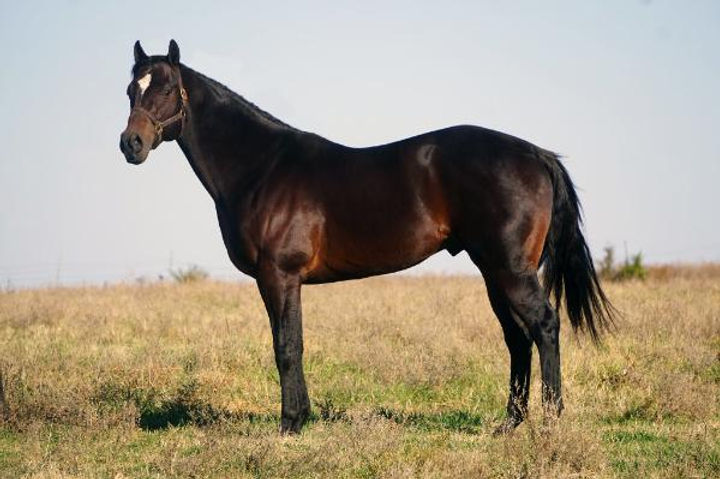 PAINTED DASH BRIF STALLION