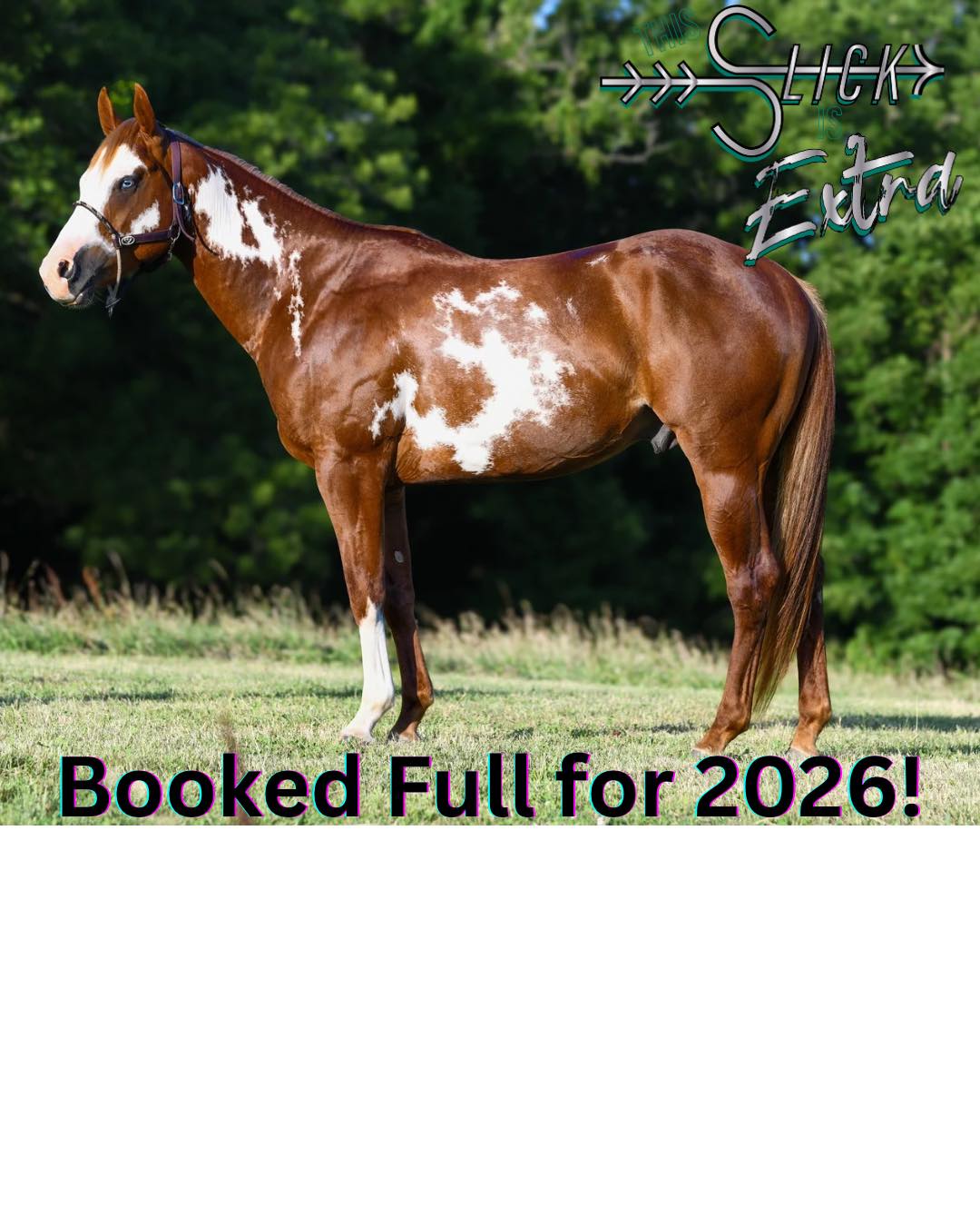 THIS SLICK IS EXTRA BRIF STALLION