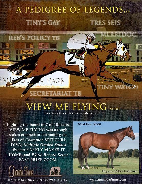 VIEW ME FLYING BRIF STALLION