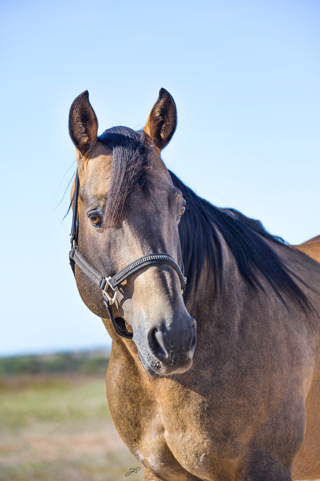 docs special perks brif stallion