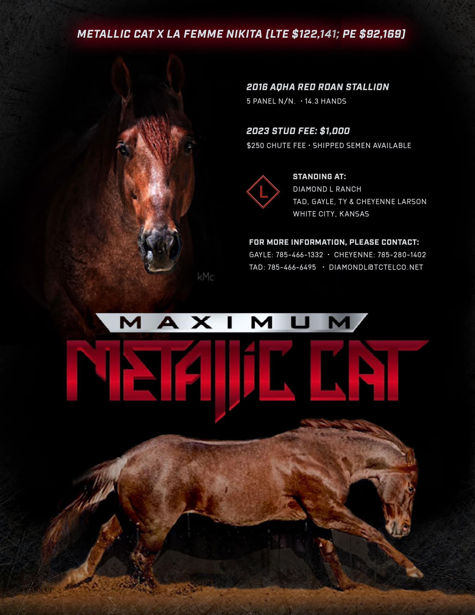 maximum metallic cat brif stallion