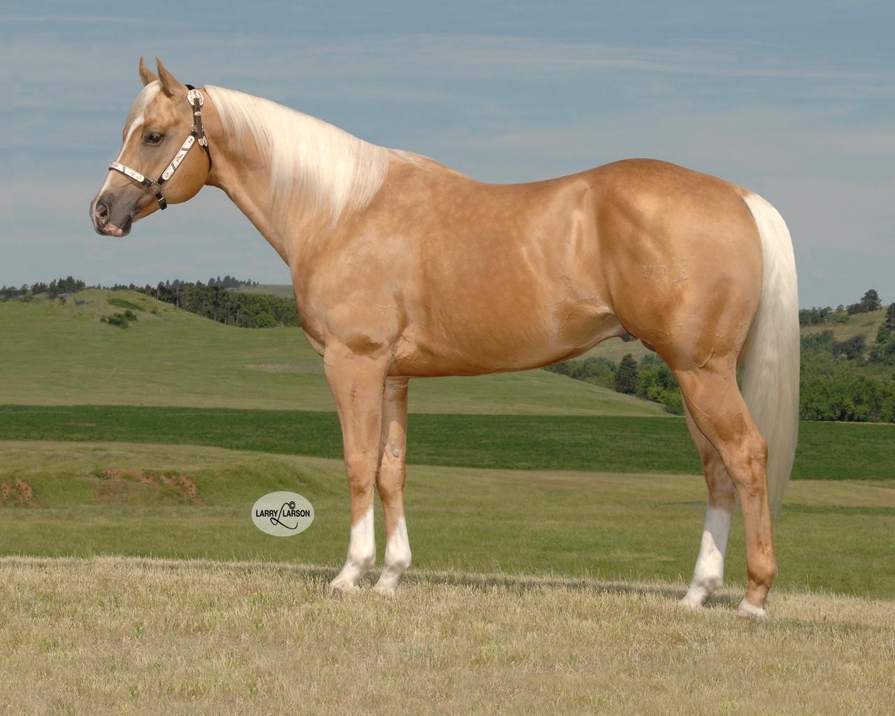 Imaspecial kindaguy brif stallion