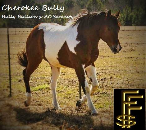 cherokee bully brif stallion
